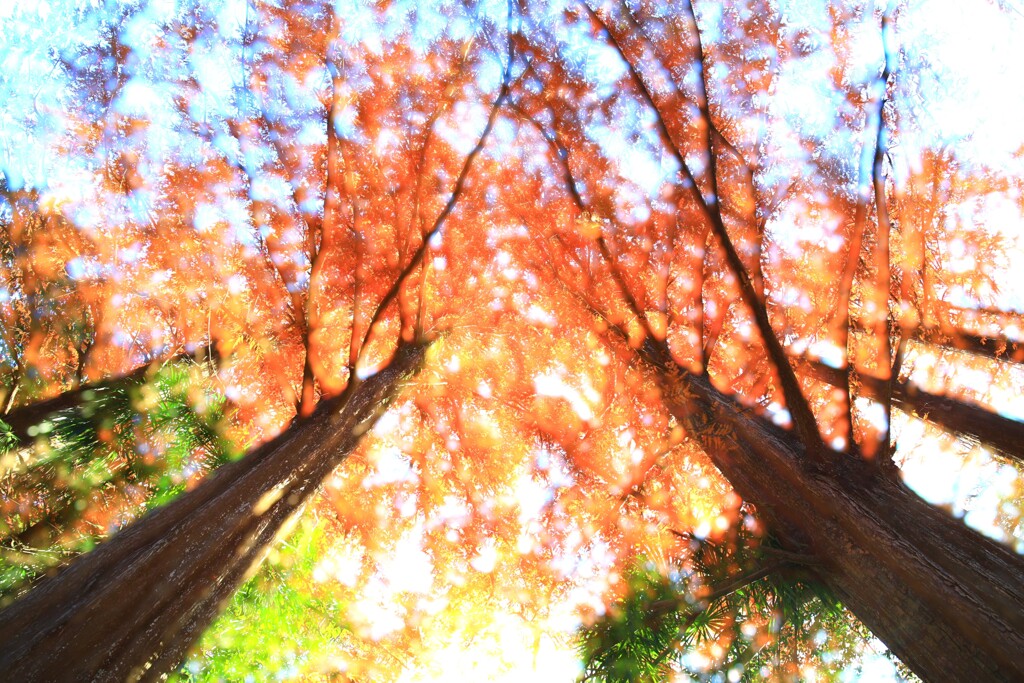 智光山公園～紅葉メタセコイア(多重露光)