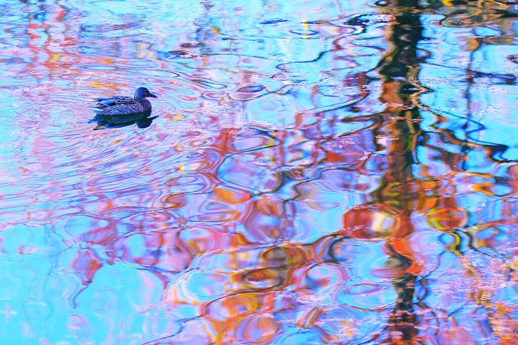 水鳥紅葉～八丁湖