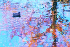 水鳥紅葉～八丁湖