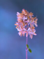 epidendrumkana