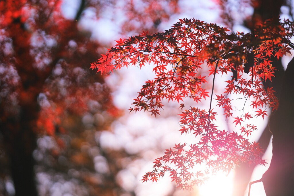 koyo momiji