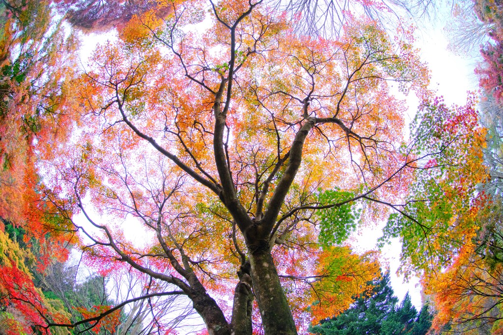 森の紅葉～赤城自然園2