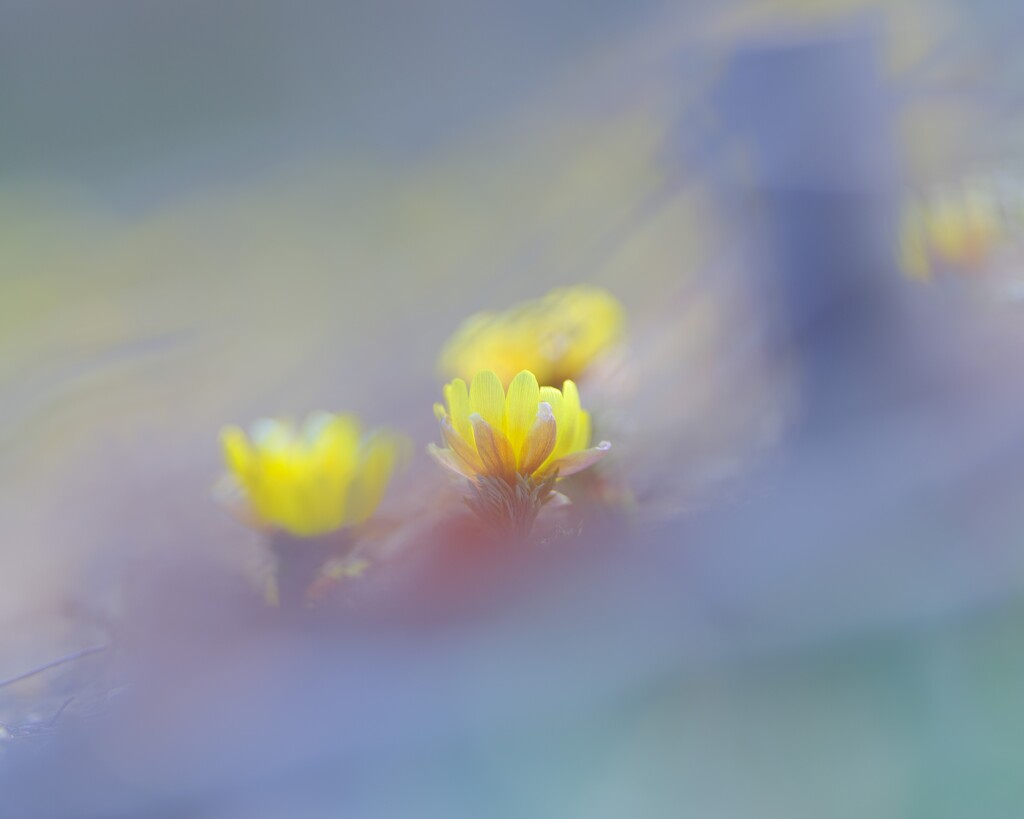 福寿草～神代植物公園