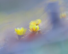 福寿草～神代植物公園