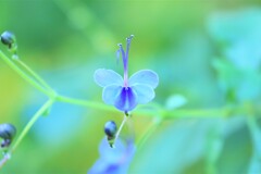 blue butterfly flower2