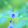 blue butterfly flower2