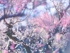 梅～神代植物公園