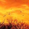 sunset bird