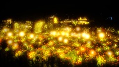 マリーゴールド(ソフトフィルタ)~茨木フラワーパーク フラワーイルミネイト マリーゴールド(ソフトフィルタ)~茨木フラワーパーク フラワーイルミネイト