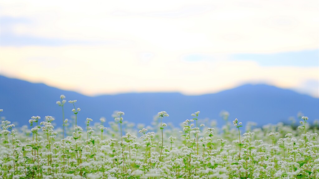 蕎麦の花～長野