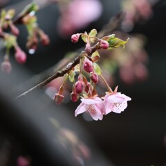 桜～二宮2