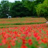 ポピー～昭和記念公園