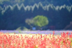 sarubia motosuko　～本栖湖虹の花まつり