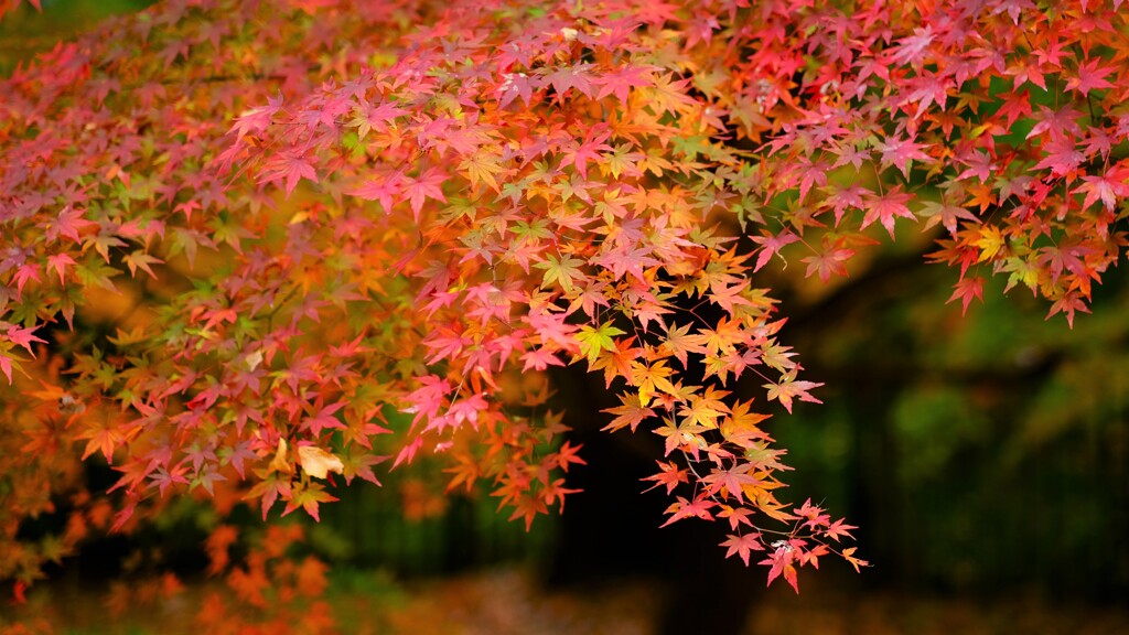 koyo ～森林公園紅葉