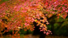 koyo ～森林公園紅葉