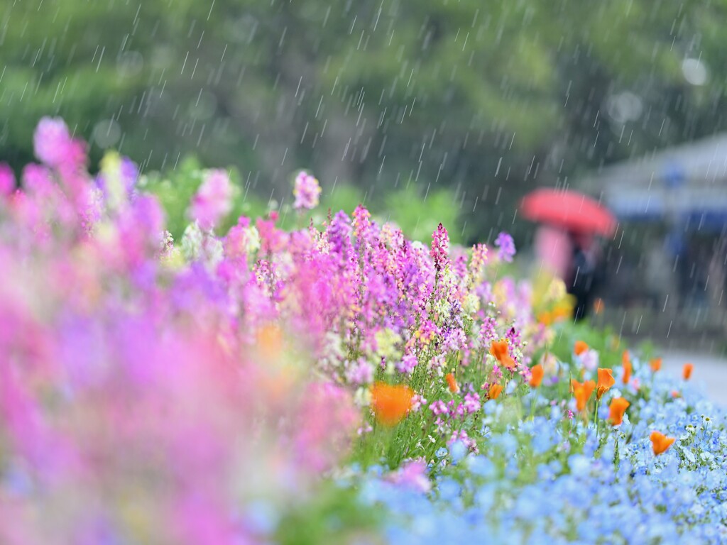 雨のブーケガーデン～昭和記念公園
