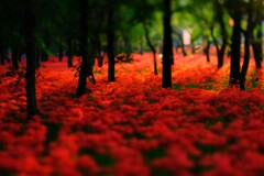 曼珠沙華～巾着田2回目1