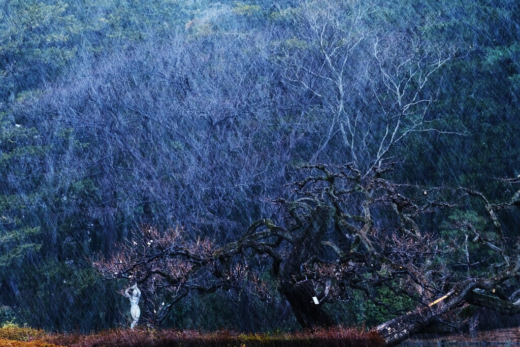 雪梅～神代植物公園３