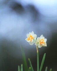 八重咲水仙～森林公園