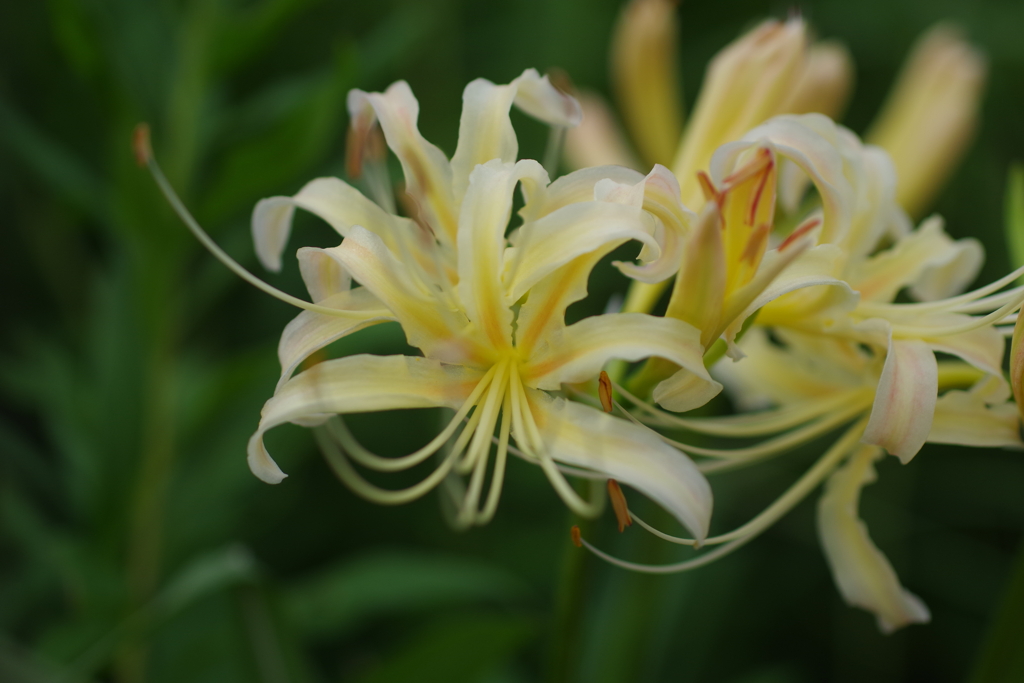 野の花火