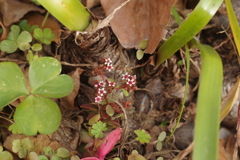 見落とされる花かな