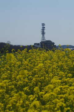 菜の花