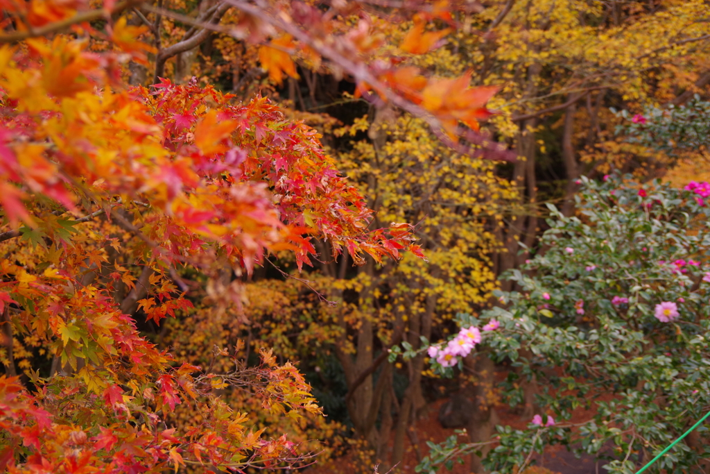 河内藤園　紅葉