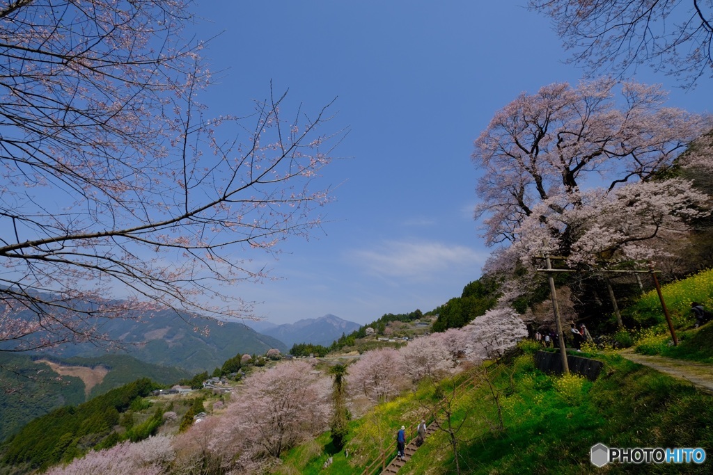 樹齢500年