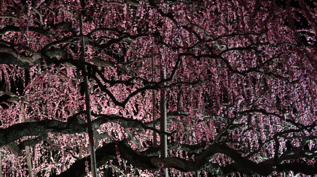 0D1923C3-AE60-4D2A-826E-9AEDD2BEA04E