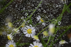 雨の雫