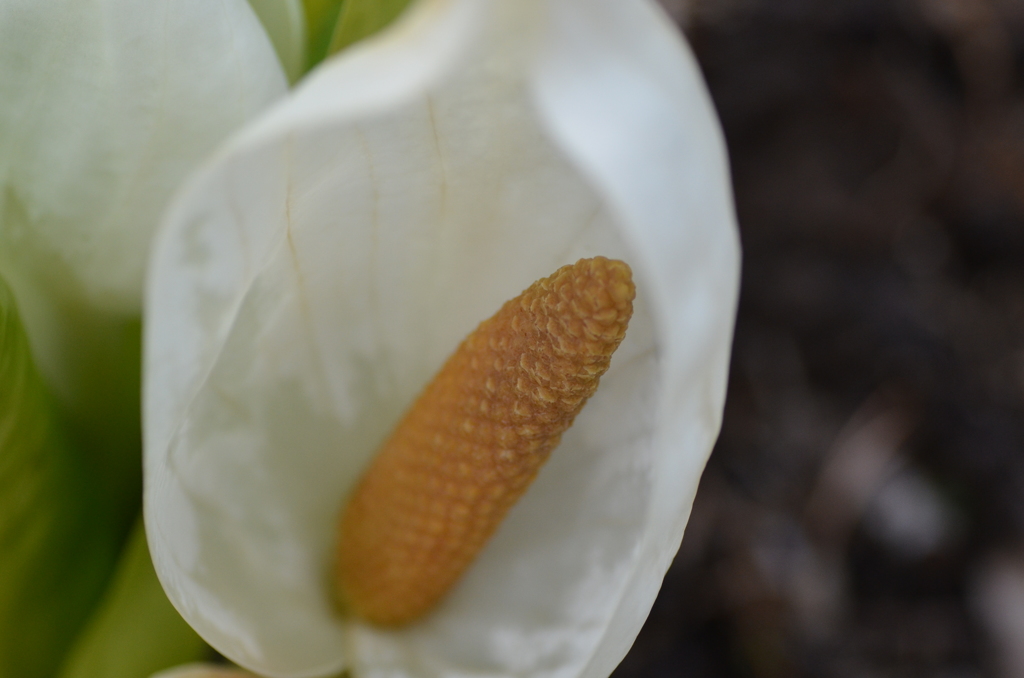 水芭蕉の森に咲く