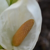 水芭蕉の森に咲く