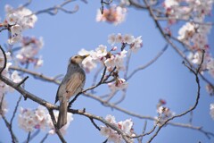 桜に酔う