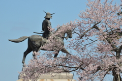 桜の中の伊達政宗