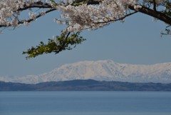 桜と雪山