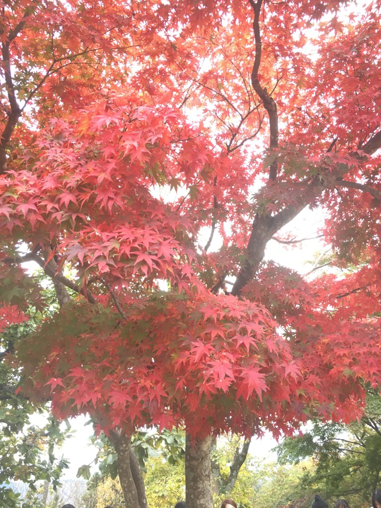 江崎晃貴　紅葉2