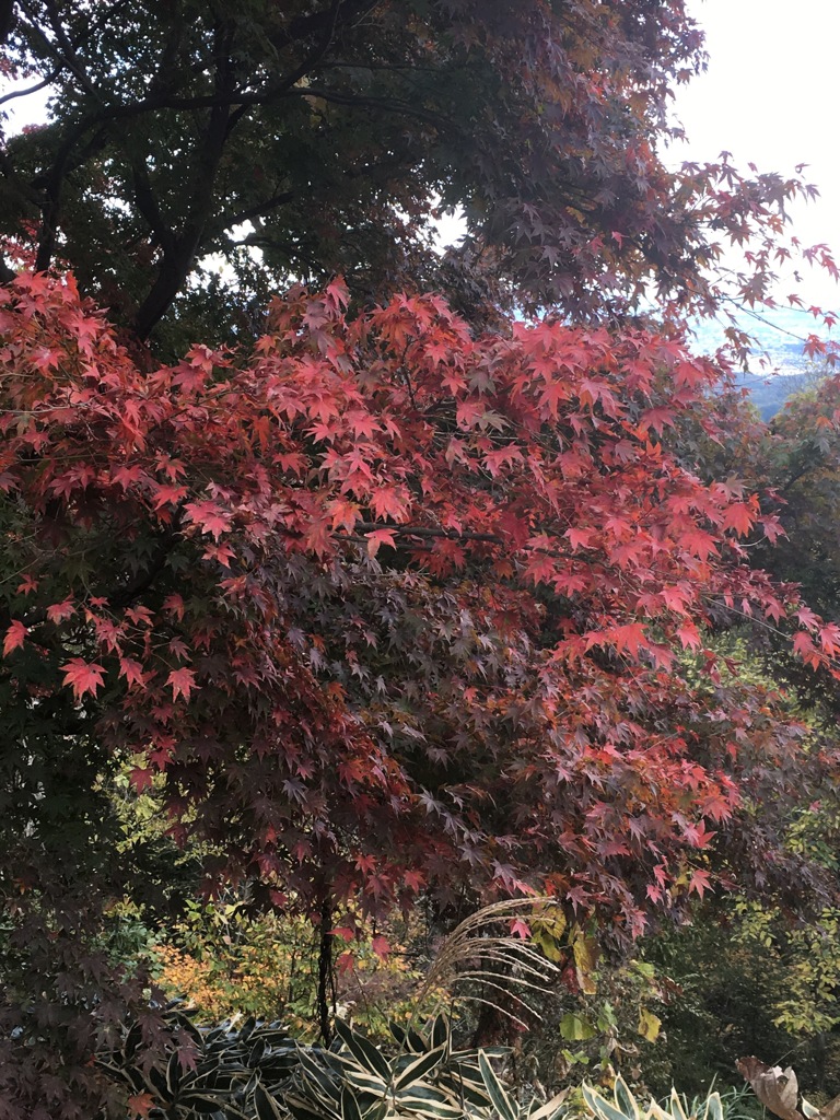 江崎晃貴　紅葉