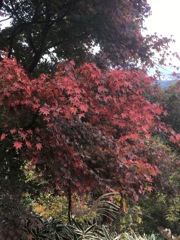 江崎晃貴　紅葉