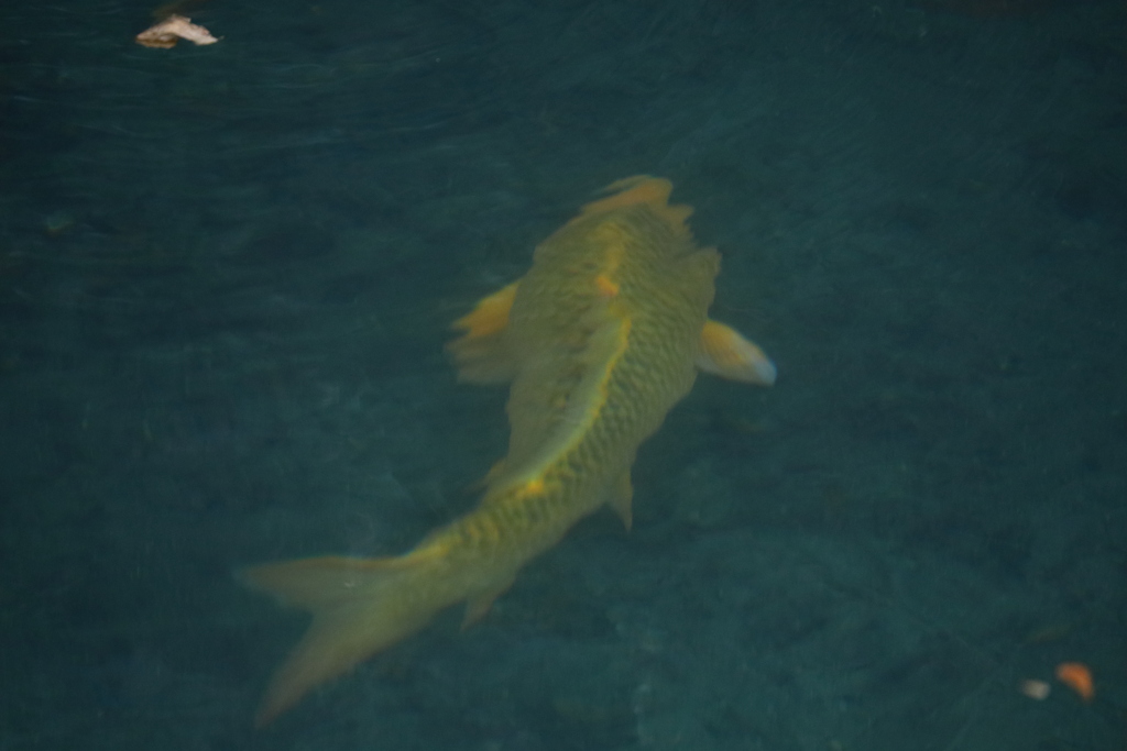 ゴールド縁起がいい