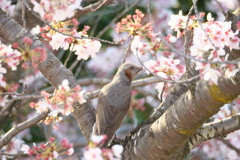 がっつき。