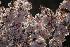 夕暮れ桜。
