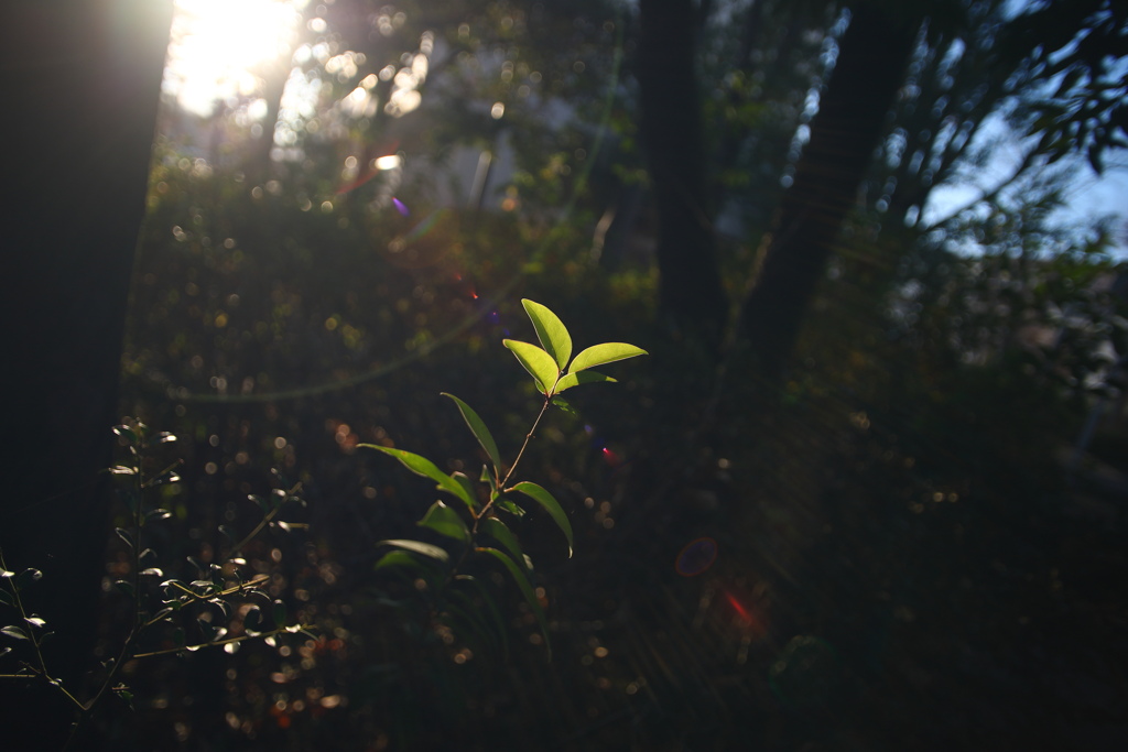 レンズフレア！