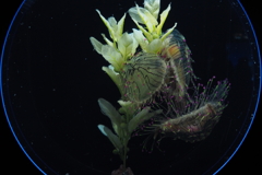 江の水クラゲ4