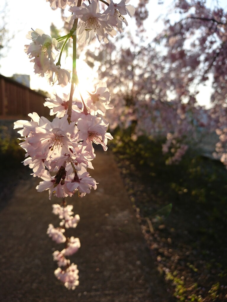 枝垂桜。