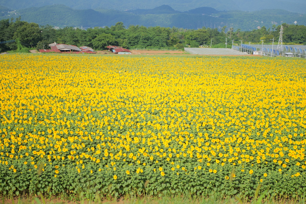 ひまわり畑