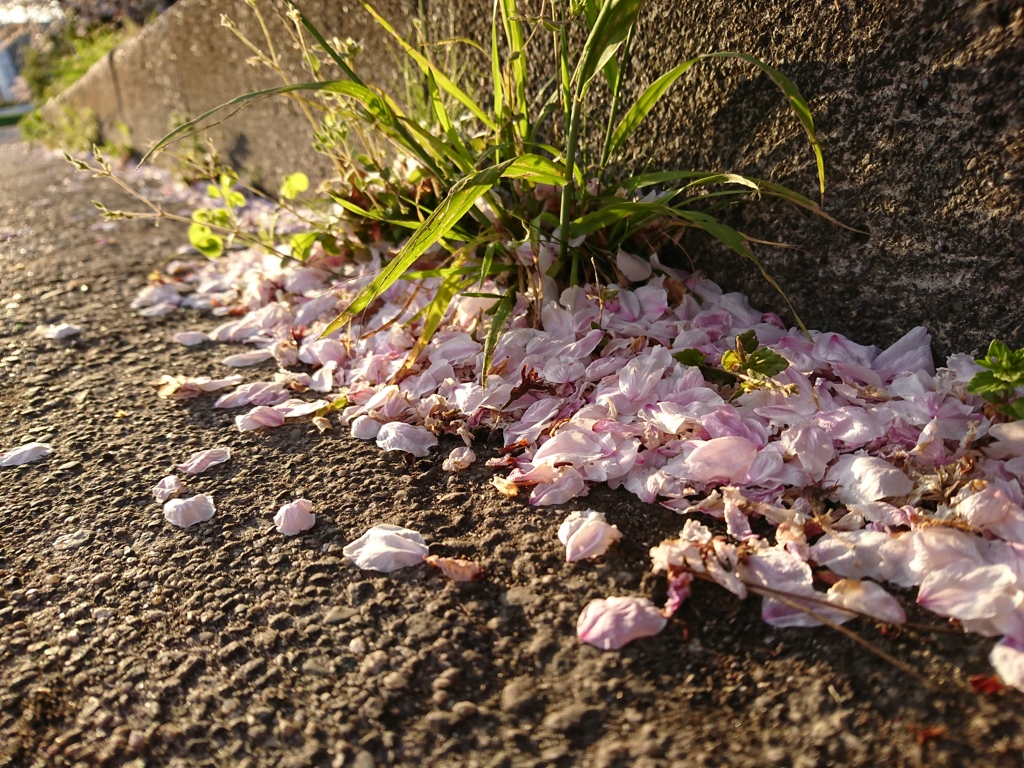 桜の花弁。