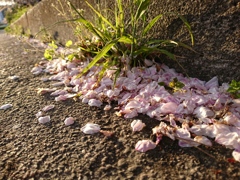 桜の花弁。