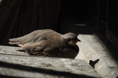 動物園の鳥