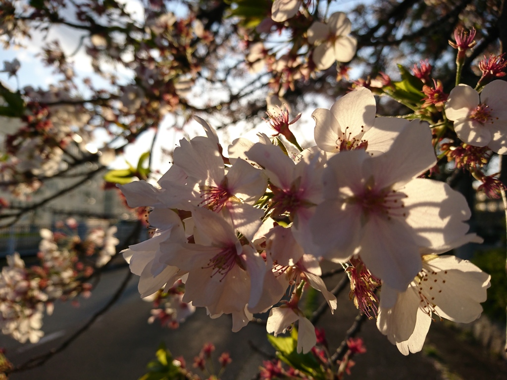 桜。
