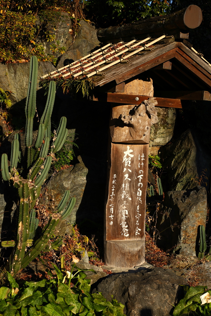 サボテンの主張